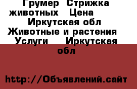 Грумер- Стрижка животных › Цена ­ 700 - Иркутская обл. Животные и растения » Услуги   . Иркутская обл.